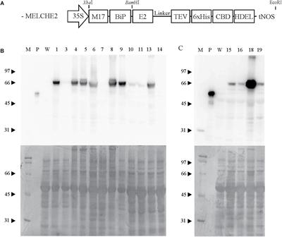 Development of Recombinant Protein-Based Vaccine Against Classical Swine Fever Virus in Pigs Using Transgenic Nicotiana benthamiana